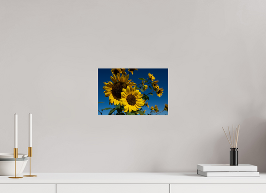 Botanical: Sunflowers