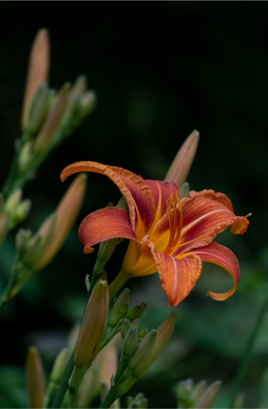 Botanical: Tiger lily