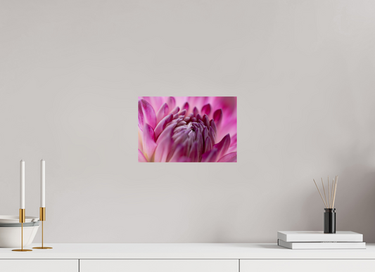 Botanical: Pink chrysanthemum
