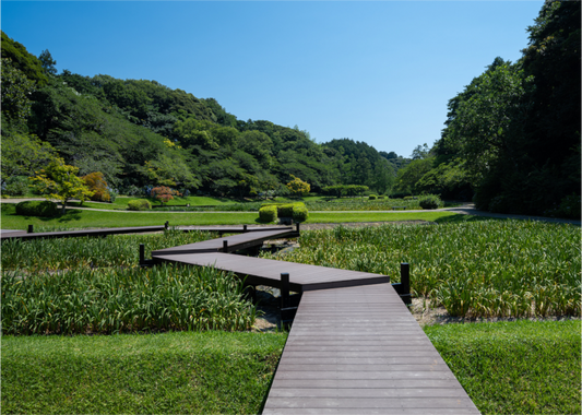 Harmony: Flower Park boardwalk