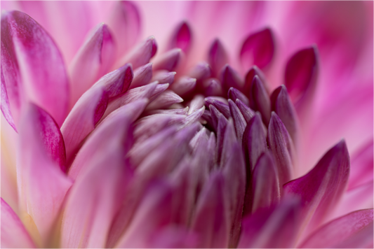 Botanical: Pink chrysanthemum