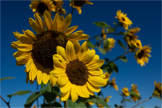 Botanical: Sunflowers